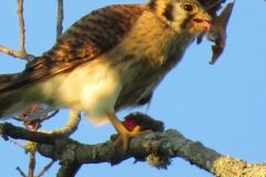 Kestrel-Lunch-Time