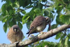 Kestrel-Lunch