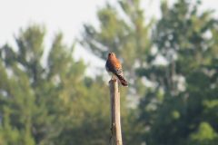 Kestrel-Male-Back-To