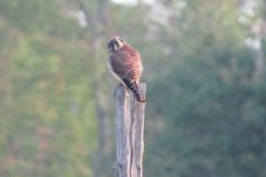 Kestrel-Male-fence-posst