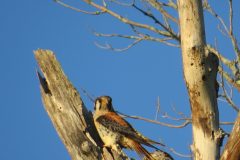 Kestrel-Morning-Ligh-Packing-Lunch