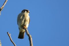 Kestrel-Morning-Light-Hunting