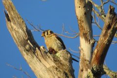 Kestrel-Morning-Light-Take-Out-2