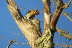 Kestrel-Morning-Light-Take-Out-To-Go