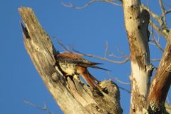 Kestrel-Morning-Light-Take-Out