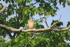 Kestrel-Perch-2
