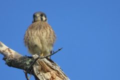Kestrel-Perch-3