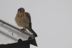 Kestrel-Pole-Barn-Roof