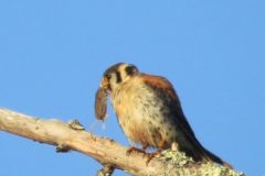 Kestrel-Snack-3