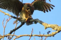 Kestrel-Snack-Work-at-it