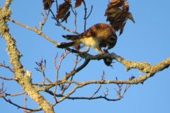 Kestrel-Snack-Working-it