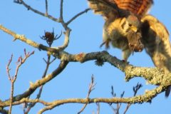 Kestrel-Snack-to-go