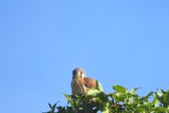 Kestrel-Tree-Top