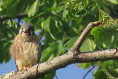 Kestrel-Warning-2