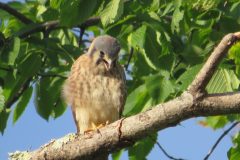 Kestrel-Warning-3