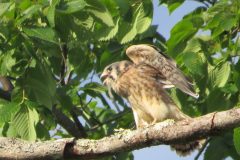 Kestrel-Warning