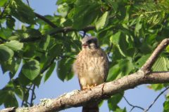 Kestrel-Yell