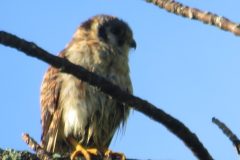 Kestrel-after-the-rain