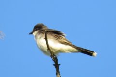 Kingfisher-Stick