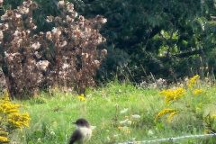 Kingfisher-goldenrod-2