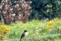 Kingfisher-goldenrod