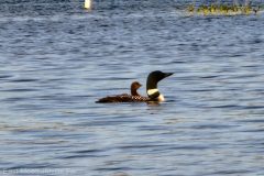 Loons