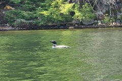 Loon-2