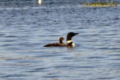Loon-Baby-2
