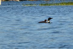 Loon-Baby