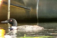 Loon-up-close