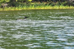 Loon