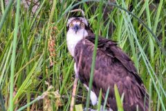 Osprey-2