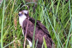 Osprey-3