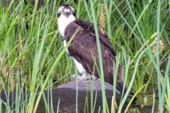 Osprey-4