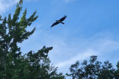 Osprey-Flight-2