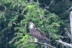 Osprey-Tree