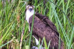 Osprey