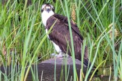 Osprey-4