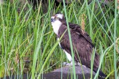 Osprey-5
