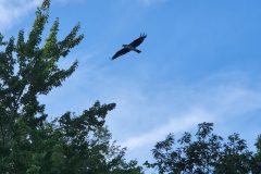 Osprey-Flight-2