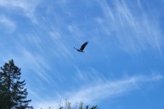 Osprey-Flight