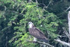 Osprey-Tree