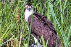 Osprey