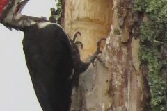 Pileated Woodpecker