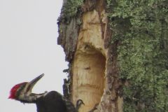 Pileated-Woodpecker-2