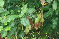 Yellow-Throated-Bird-1