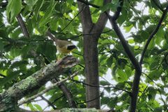 Yellow Throat
