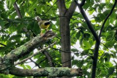 Yellow-Throated-Bird