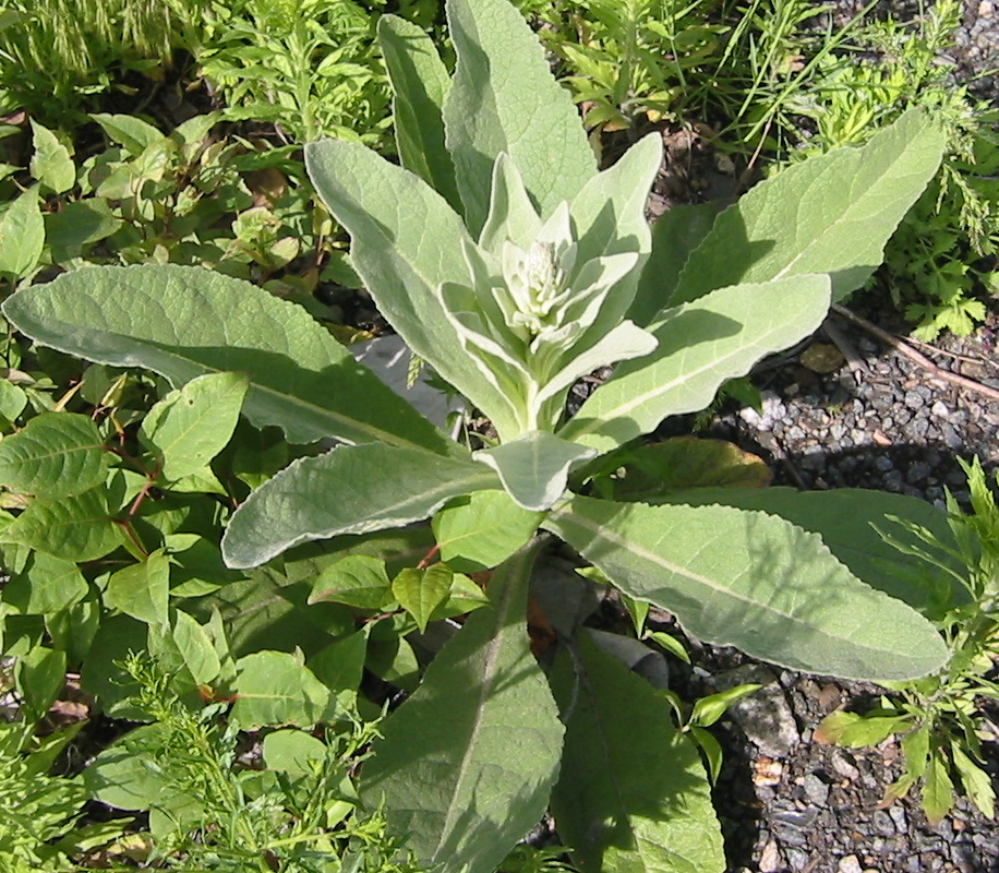 12_verbascum-thapsus_Lg