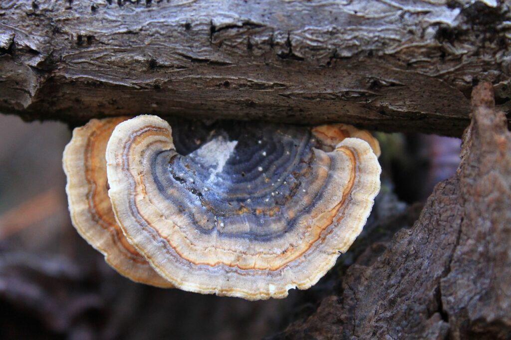 Turkey Tail Mushroom fungus, nature, mushrooms